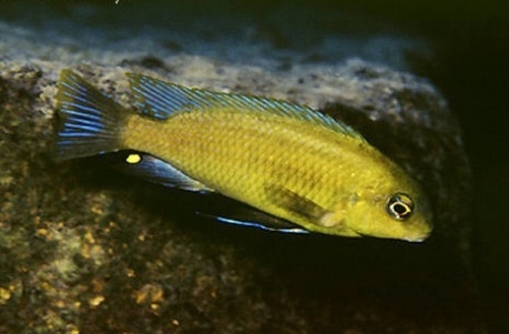 Tropheops sp. 'olive' Chitande Island